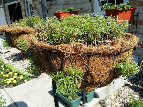 Đất tơi xốp thoát nước tốt cho cây hoa sam