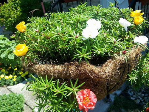 Kỹ thuật cắt tỉa cây hoa sam mười giờ ra nhiều nhánh