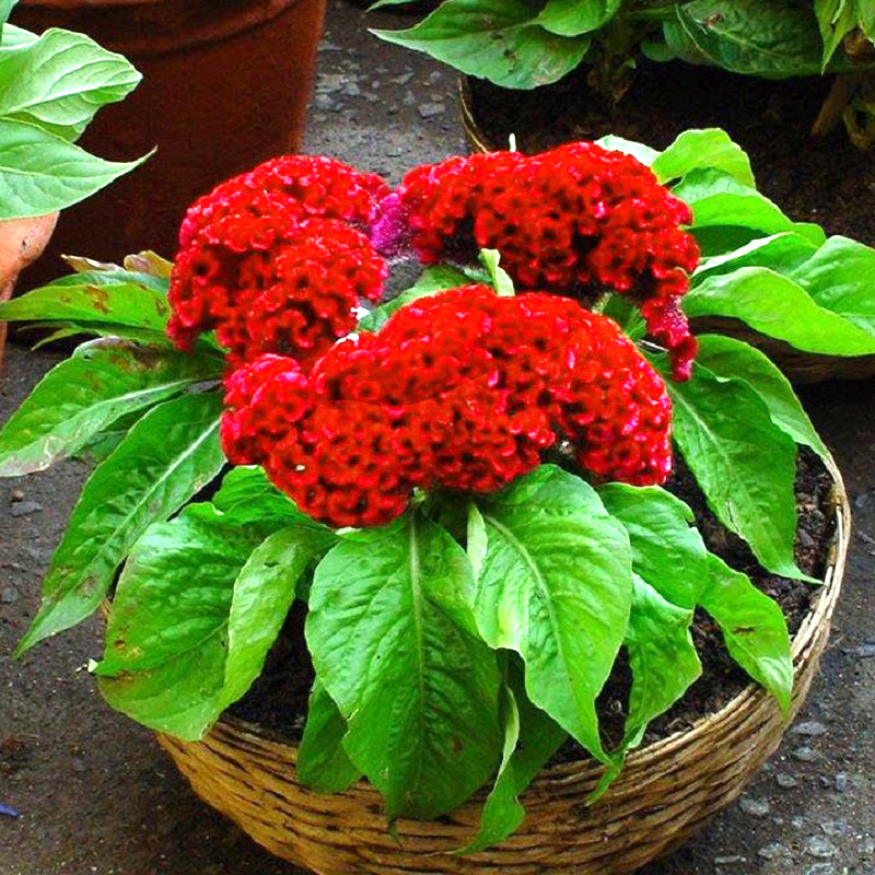 hạt giống hoa mào gà búa