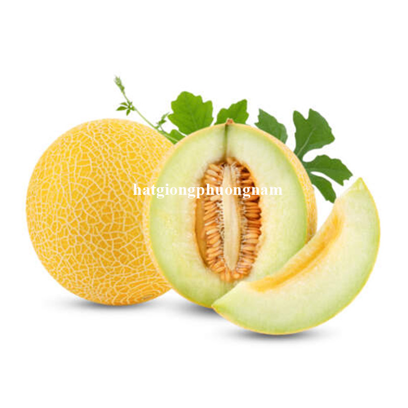 hat-giong-dua-luoi-vo-vang (3)