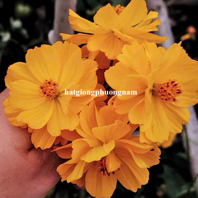 hat-giong-canh-buom-vang-lun-kep (2)