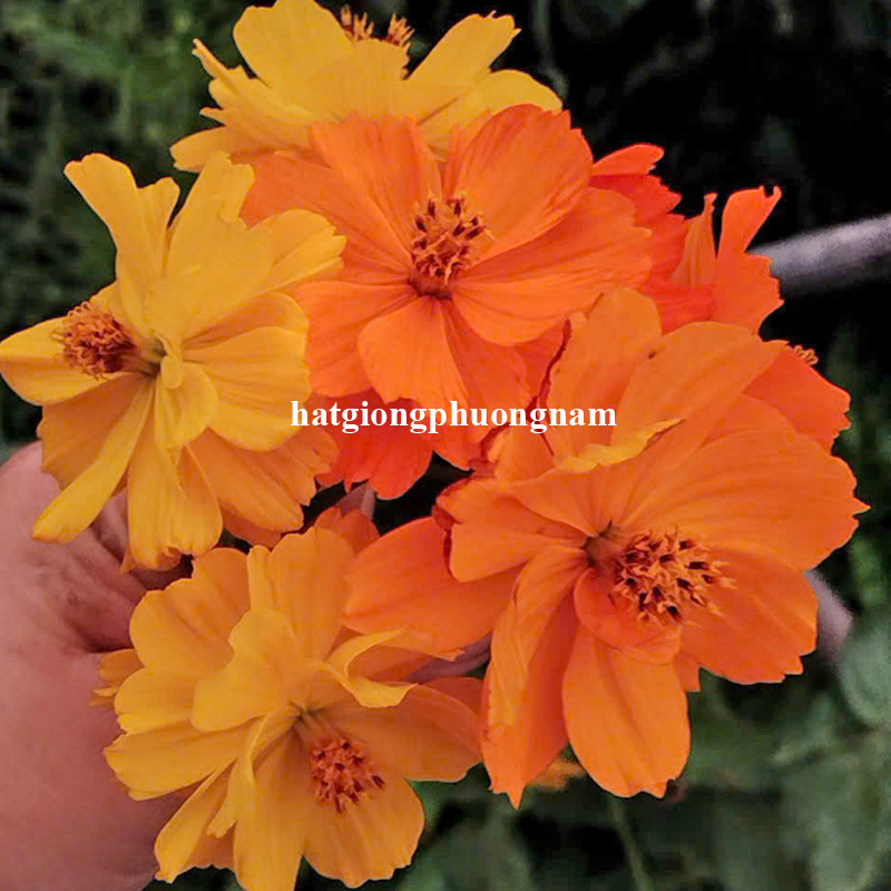 hat-giong-canh-buom-vang-lun-kep (5)