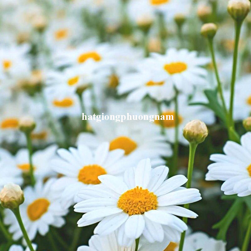 hat-giong-cuc-hoa-mi (1)