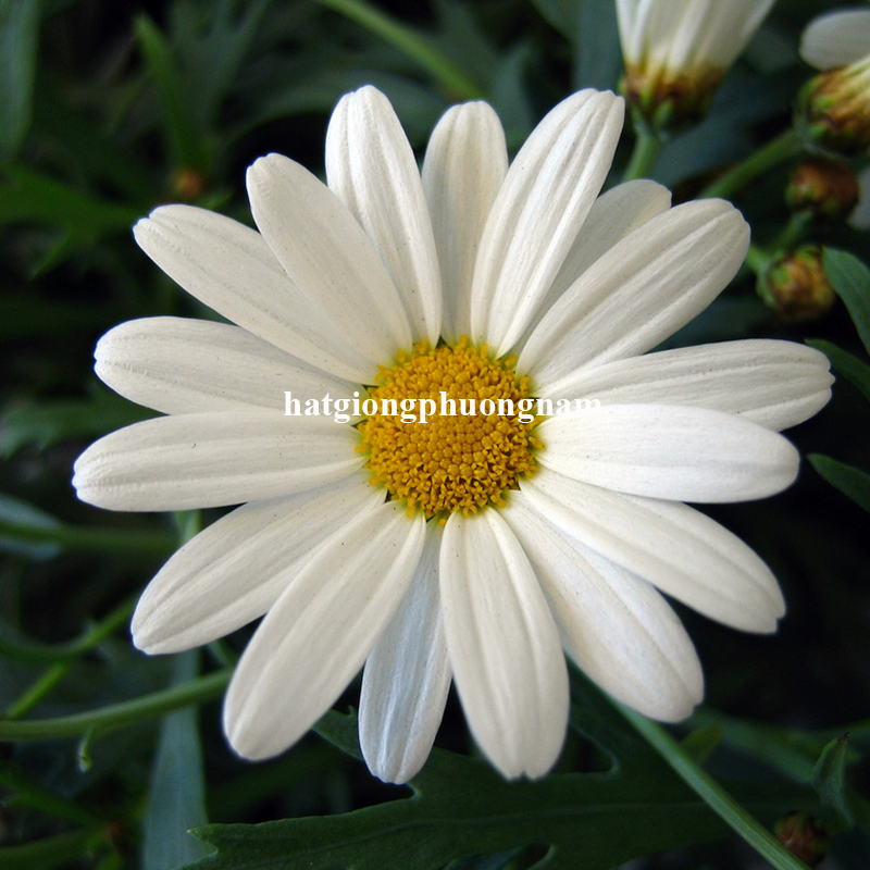 hat-giong-cuc-hoa-mi (4)