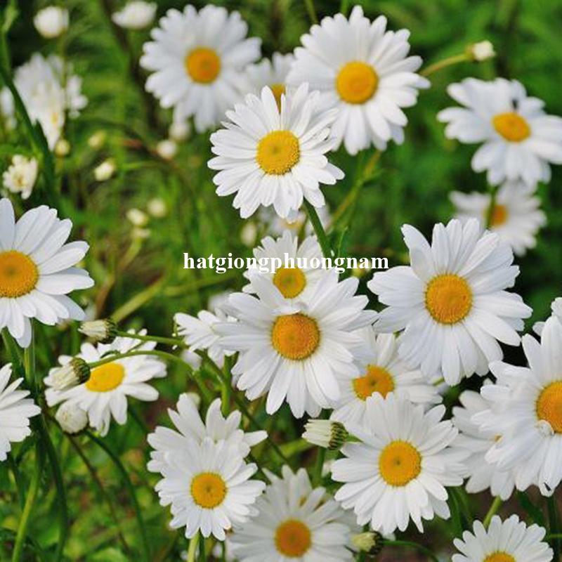 hat-giong-cuc-hoa-mi (6)