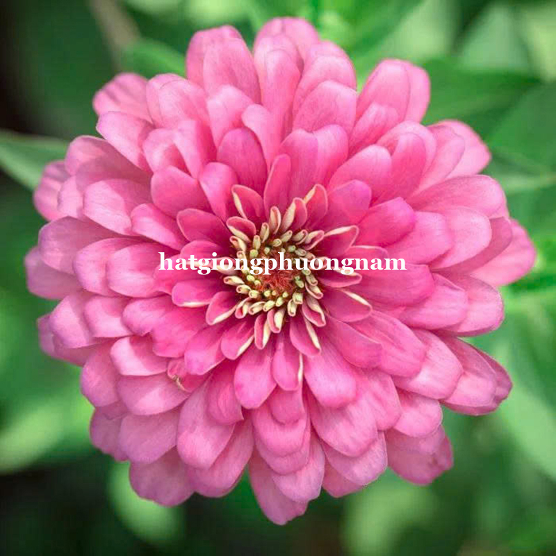 hat-giong-cuc-la-nham-kep-hong (3)