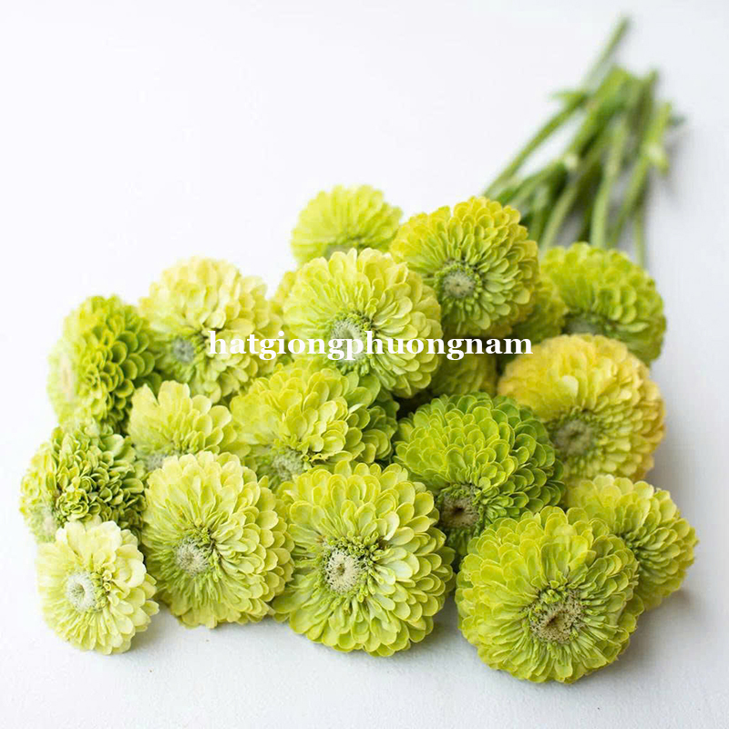 hat-giong-cuc-la-nham-kep-xanh-com-f1 (2)