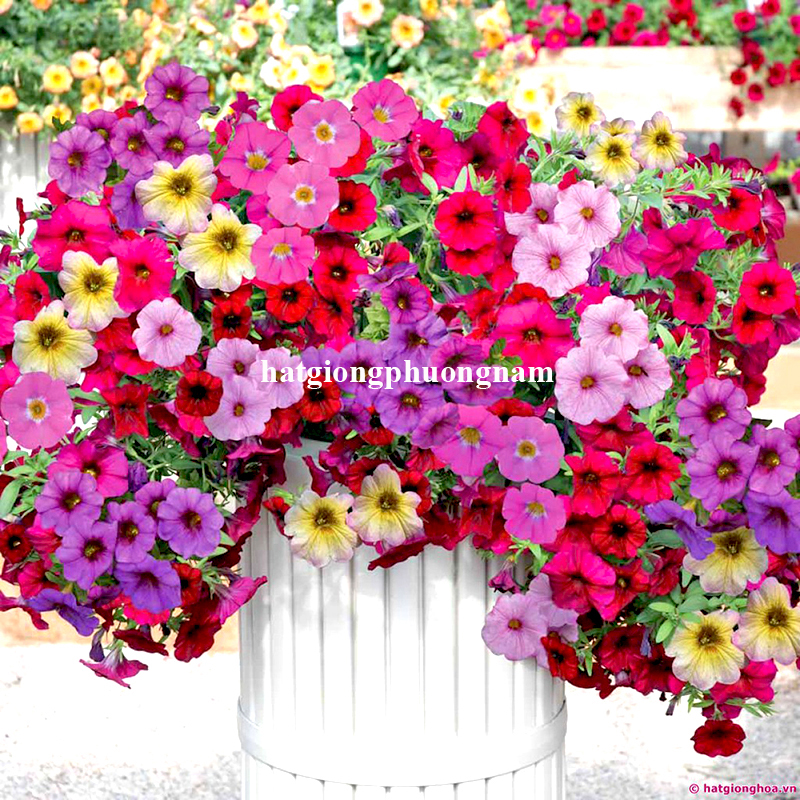 hat-giong-da-yen-thao-don-ru-1-1