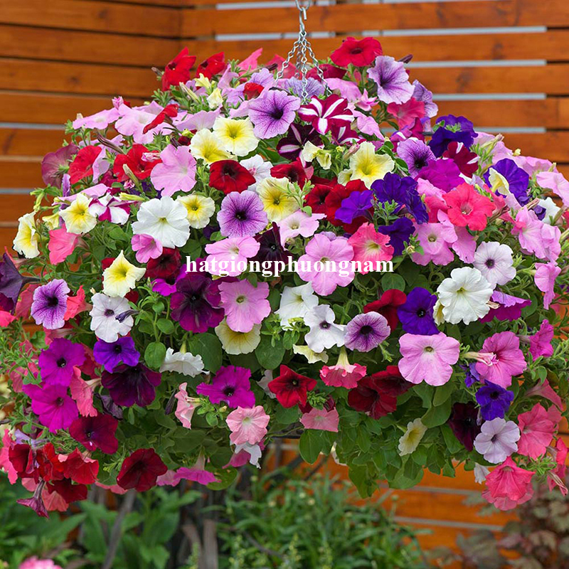 hat-giong-da-yen-thao-don-ru-1-5