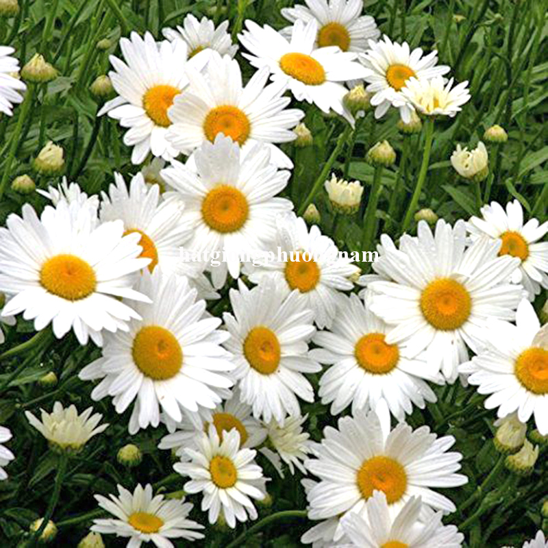 hat-giong-hoa-cuc-hoa-mi-1-2