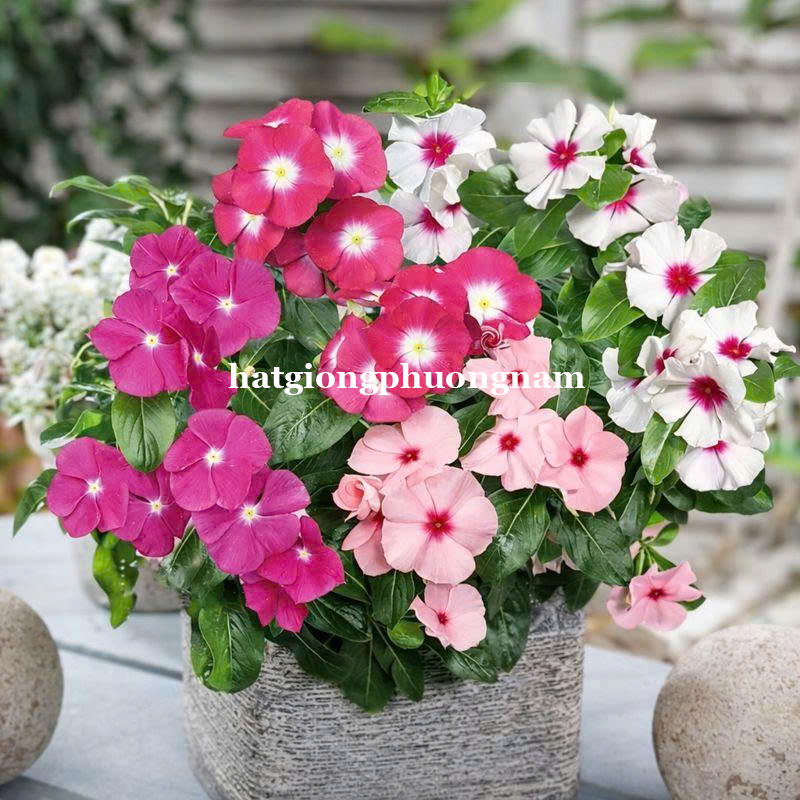 hat-giong-hoa-dua-can (5)