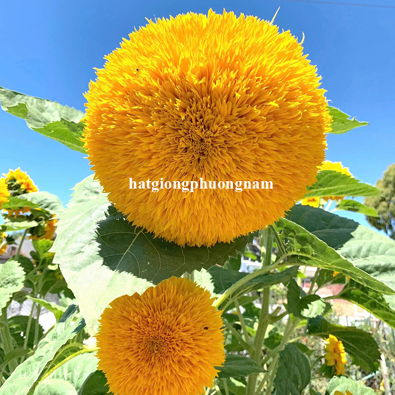 hat-giong-hoa-huong-duong-gau-cao (1)