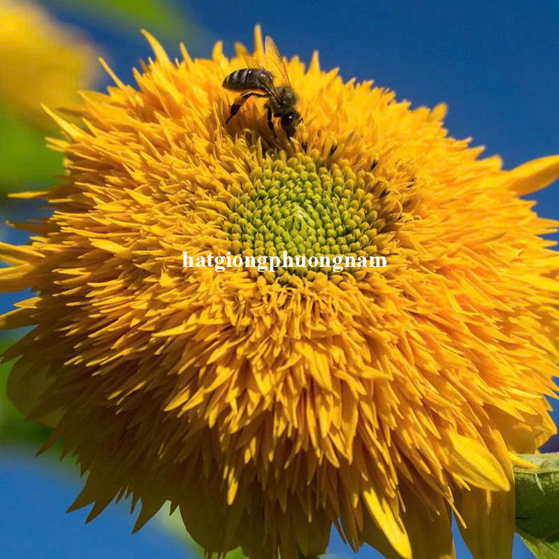 hat-giong-hoa-huong-duong-gau-cao (3)