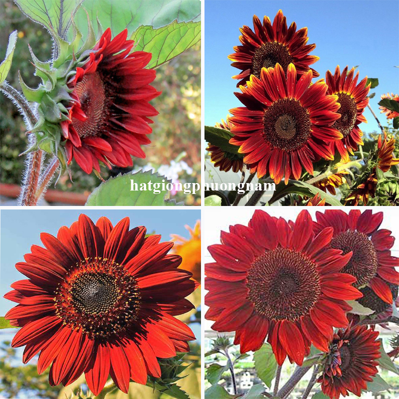 hạt giống hoa hướng dương đỏ velvet