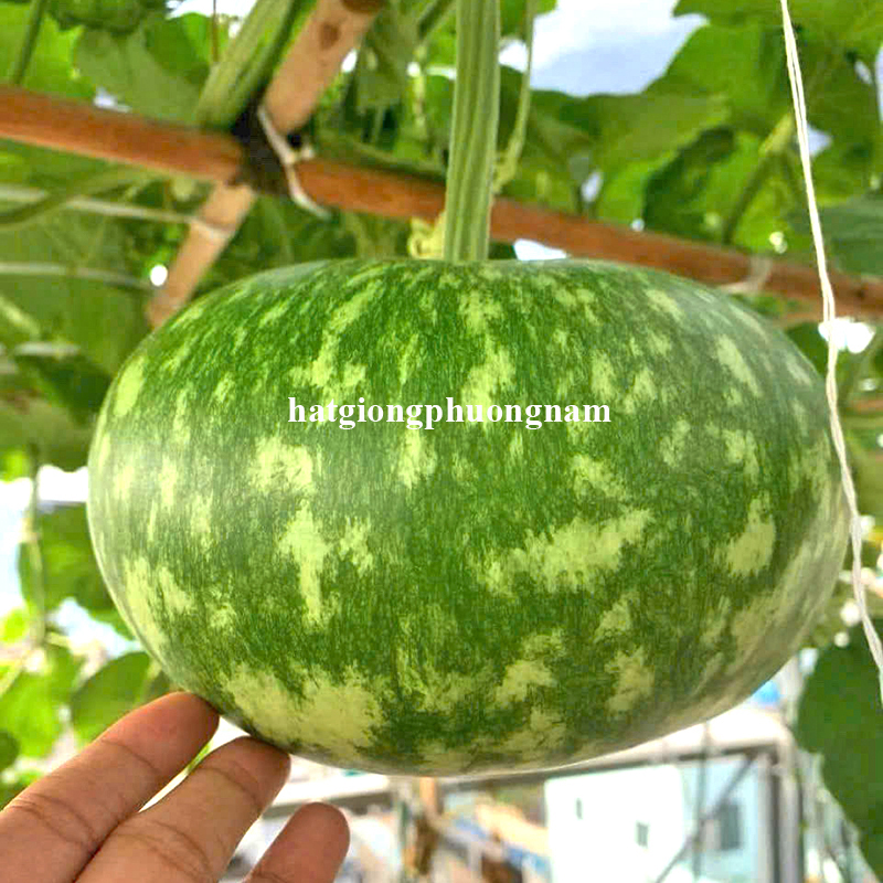 hat-giong-bau-colling-f1-dai-loan