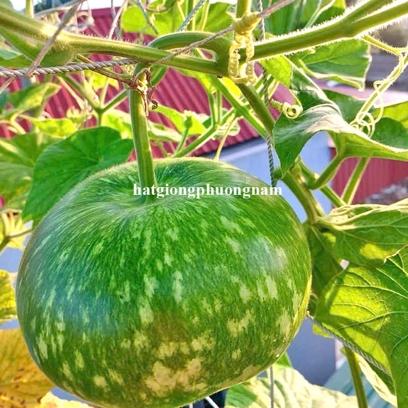 hat-giong-bau-colling-f1-dai-loan3