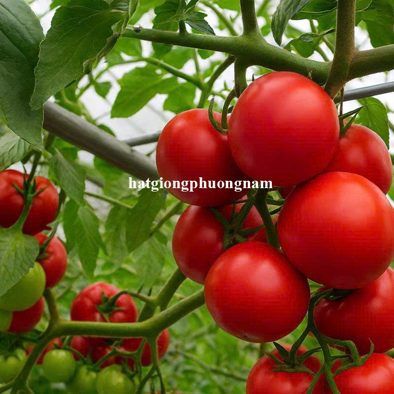 hạt giống c&agrave; chua leo gi&agrave;n &yacute;
