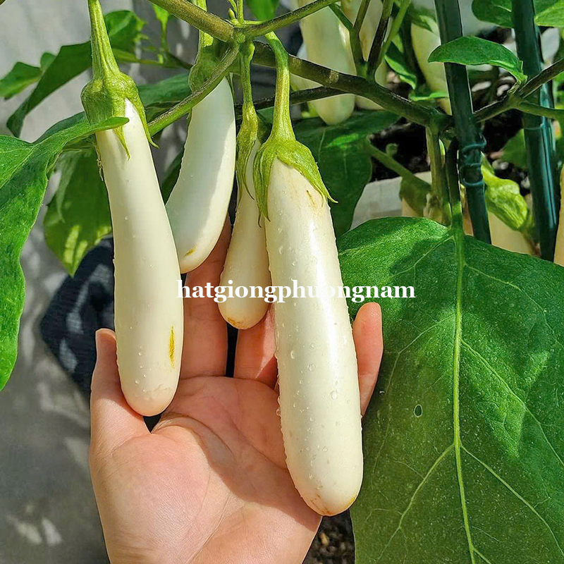 hat-giong-ca-trang-nga-voi  (1)