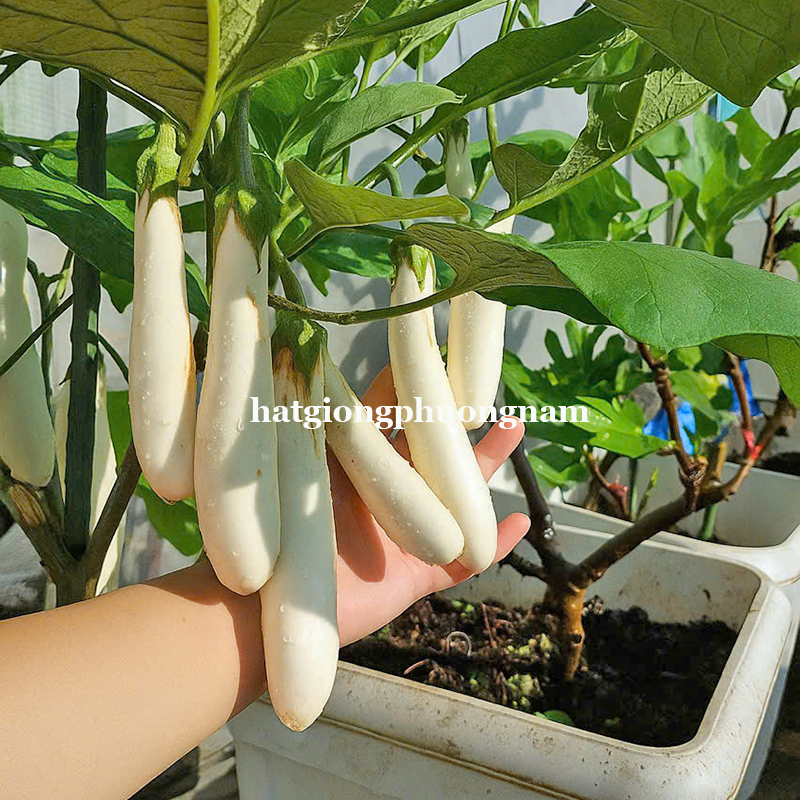hat-giong-ca-trang-nga-voi  (4)