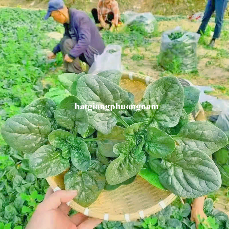 hat-giong-cai-bo-xoi-bich-quy (1)