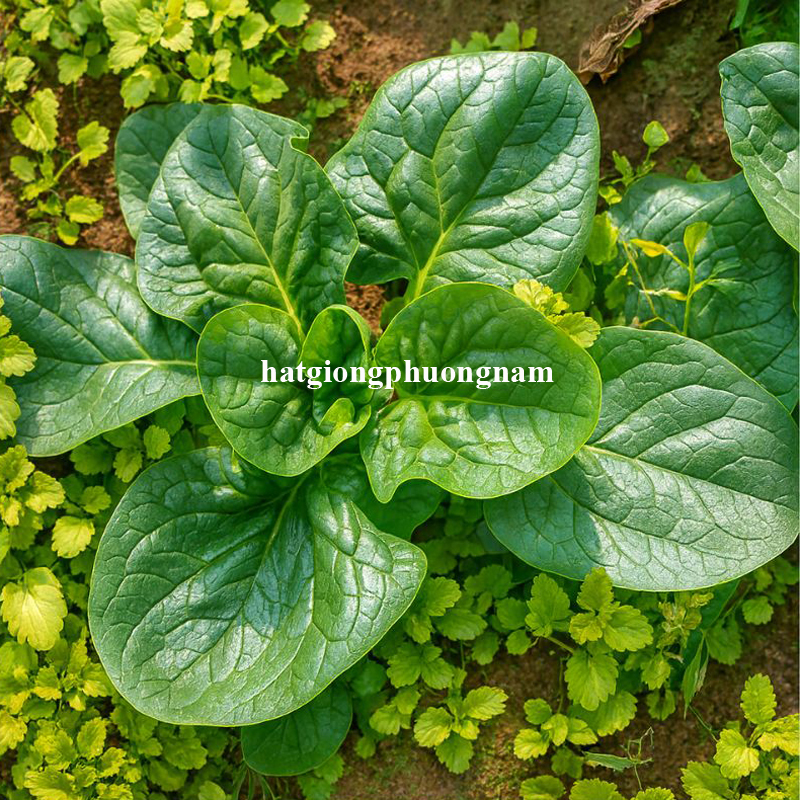 hat-giong-cai-bo-xoi-bich-quy (2)