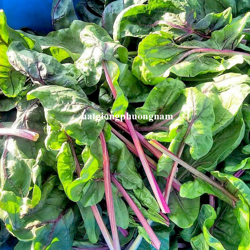 hat-giong-cai-bo-xoi-tim (1)