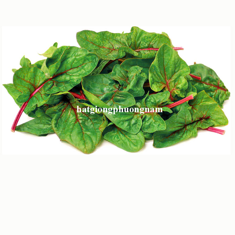 hat-giong-cai-bo-xoi-tim (2)