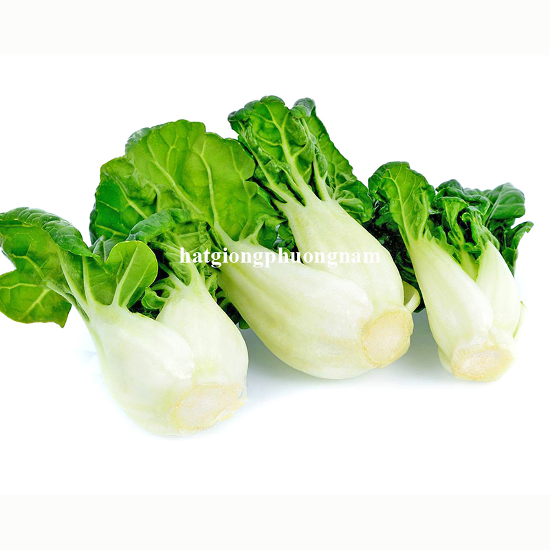 hat-giong-cai-bok-choy -trang-1-