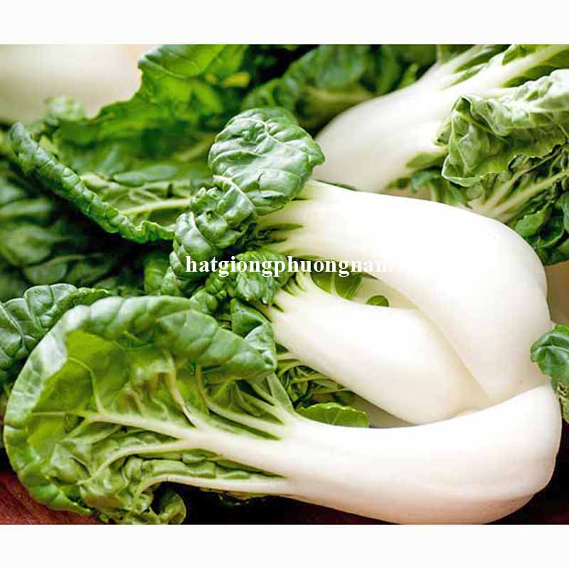 hat-giong-cai-bok-choy -trang-1-2