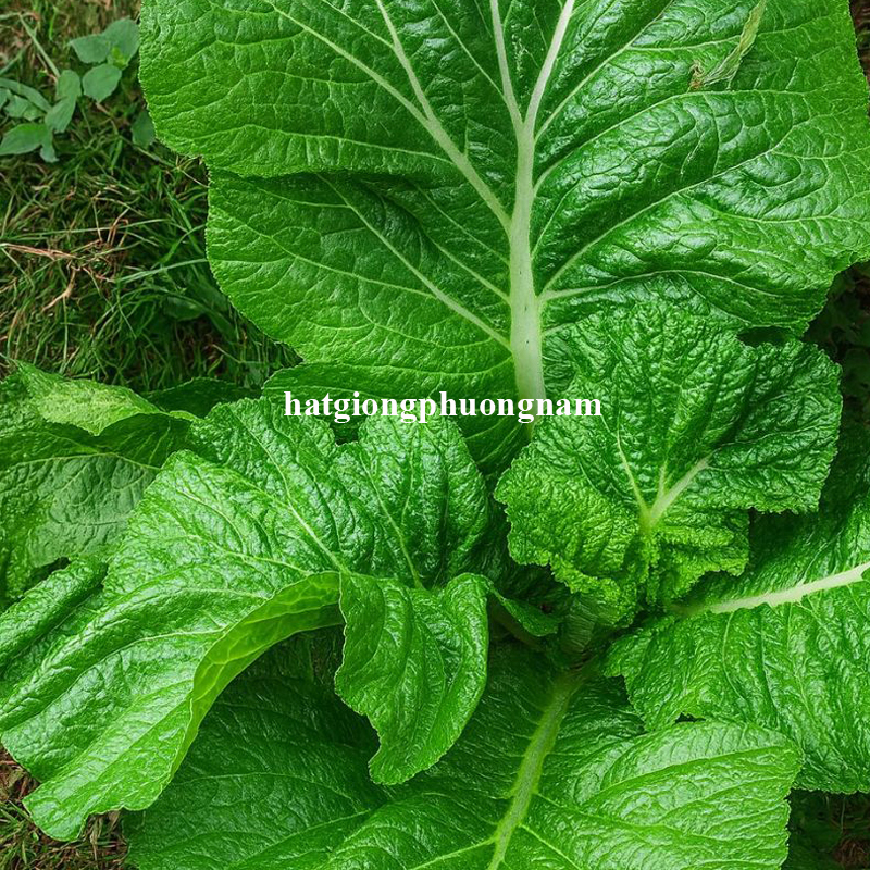 hat-giong-cai-canh-my-azinora (1)