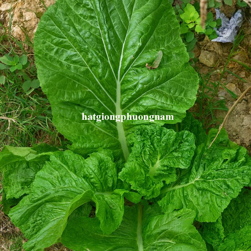 hat-giong-cai-canh-my-azinora (3)