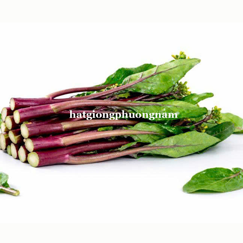 hat-giong-cai-ngong-than-tim-do (5)
