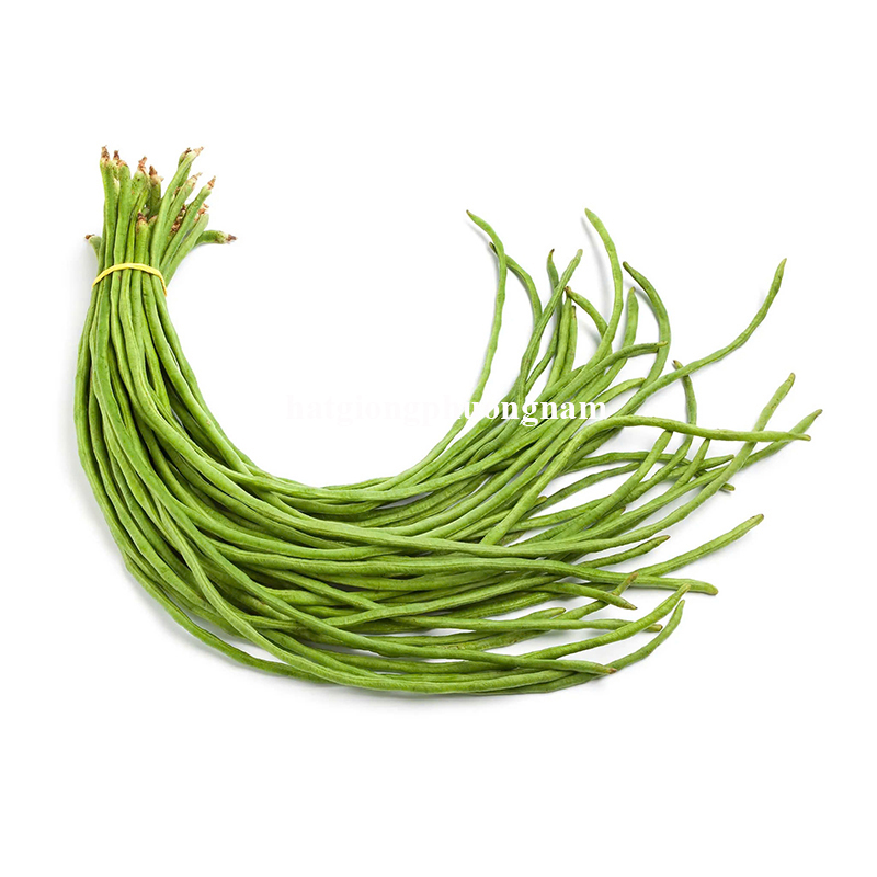 hat-giong-dau-dua-sieu-dai (1)