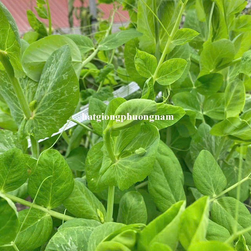 hat-giong-dau-ha-lan-sieu-ngon (1)