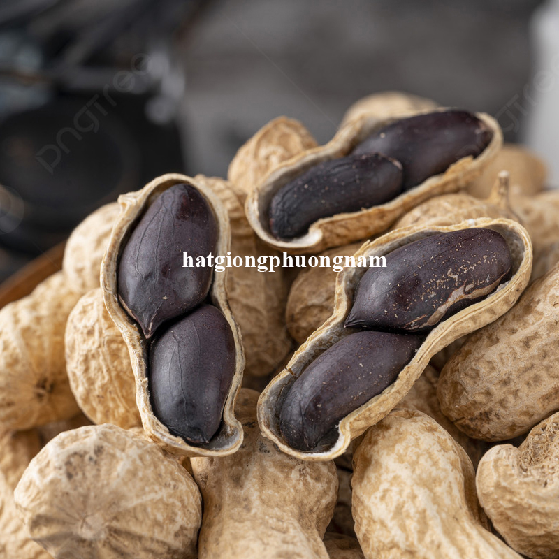 hat-giong-dau-phong-den-1-3