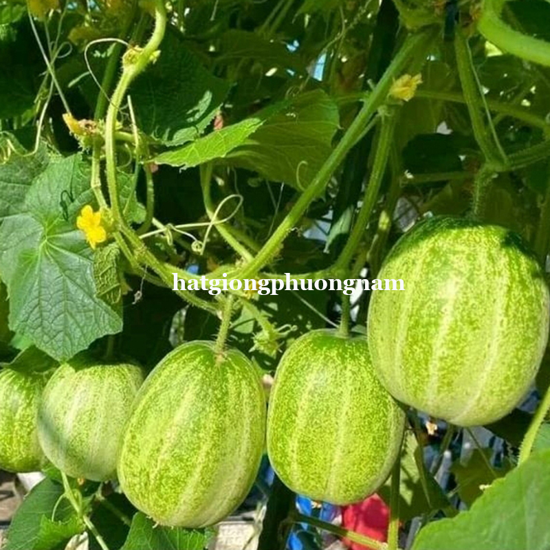 hat-giong-dua-chuot-mieu-chieng-mai (4)