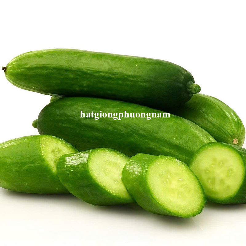 hat-giong-dua-leo-kh&ocirc;ng-hat-trai-ngan (6)