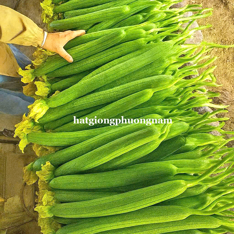 hat-giong-muop-nu-5-la (7)