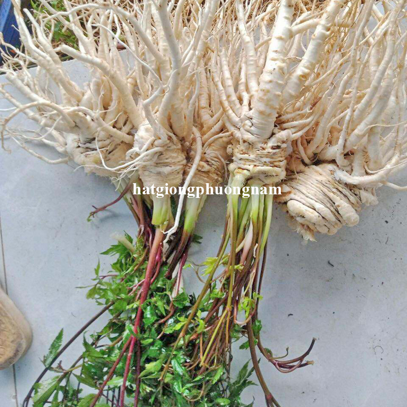 hat-giong-sam-duong-quy (1)