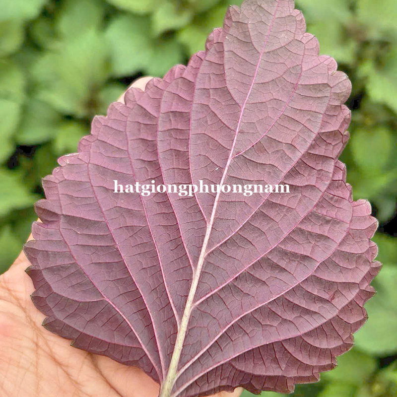 hat-giong-tia-to-bac-truyen-thong (2)