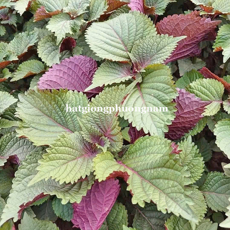 hat-giong-tia-to-bac-truyen-thong (6)