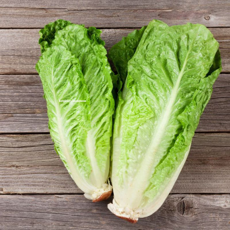 hat-giong-xa-lach-romaine-xanh (1)