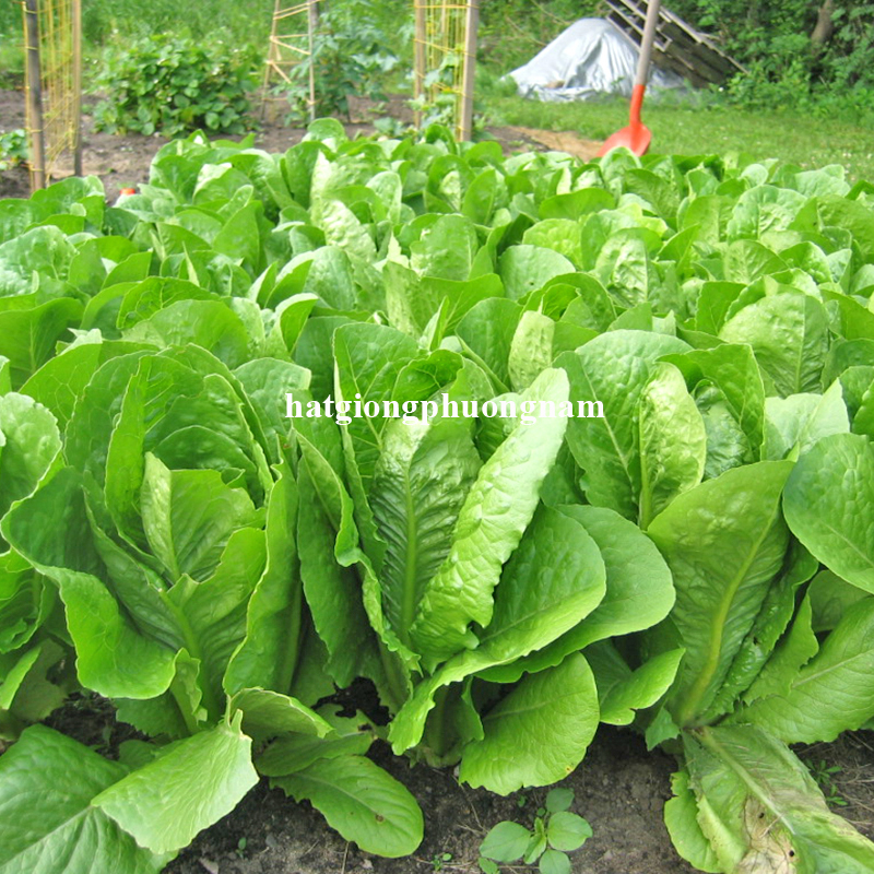 hat-giong-xa-lach-romaine-xanh (2)