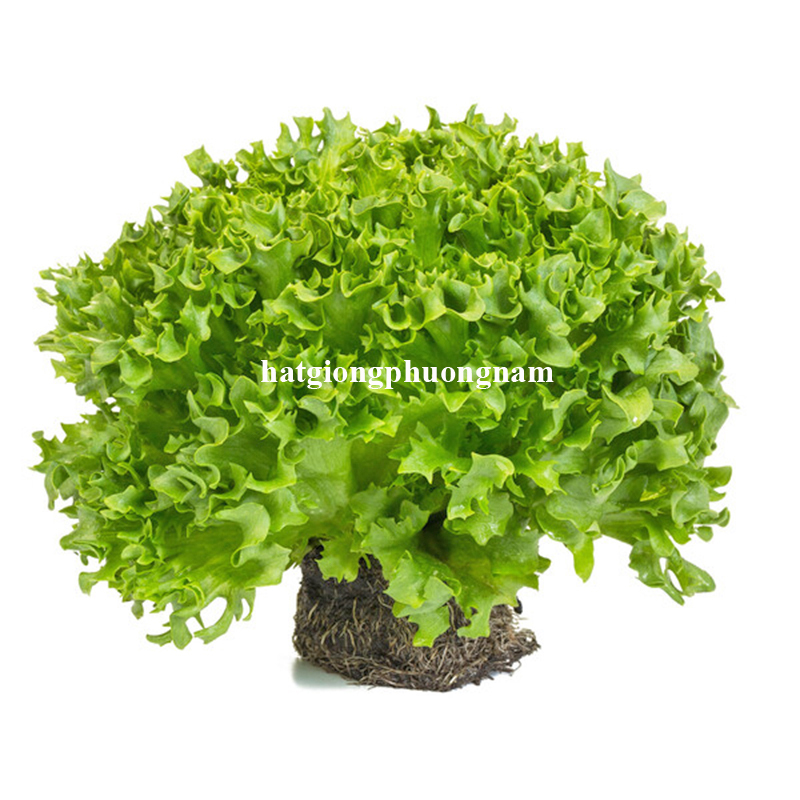 hat-giong-xa-lach-thuy-tinh-xanh (3)