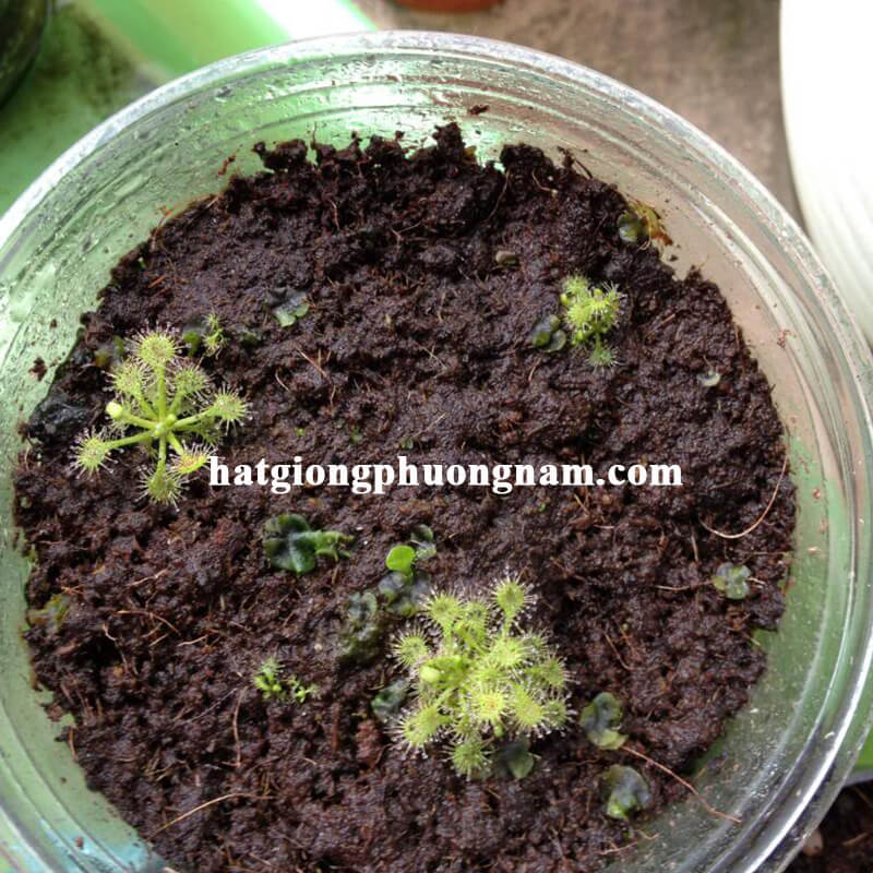 hạt giống cây ăn thịt bắt mồi drosera-intermedia