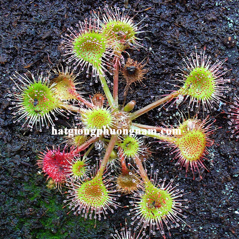 hạt giống cây ăn thịt bắt mồi drosera intermedia