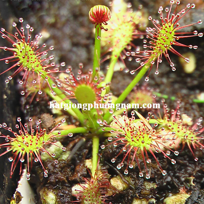 hạt giống cây ăn thịt bắt mồi drosera-intermedia