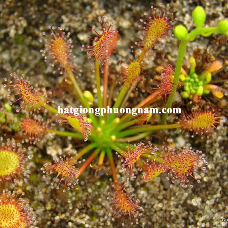 hạt giống cây ăn thịt bắt mồi drosera-intermedia