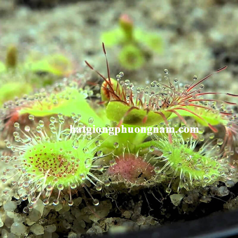 hạt giống cây ăn thịt bắt mồi gọng vó