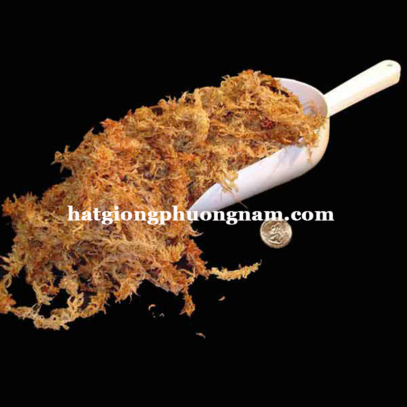 hạt giống cây ăn thịt bắt mồi gọng vó